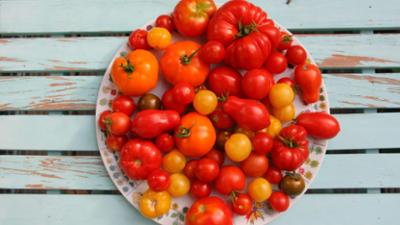 Schnittgut. Alles aus dem Garten: Schnittgut, 27.08.25: Tomatenliebe Schnittgut. Alles aus dem Garten: Schnittgut, 27.08.25: Tomatenliebe