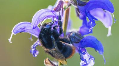 Schnittgut. Alles aus dem Garten: Schnittgut, 28.07.25: Die Tricks der Blumen Schnittgut. Alles aus dem Garten: Schnittgut, 28.07.25: Die Tricks der Blumen