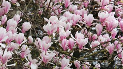 Schnittgut. Alles aus dem Garten: Schnittgut, 29.04.26: Magnolien