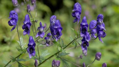 Schnittgut. Alles aus dem Garten: Tödliche Pflanzen, Blattpflege, Mutterkraut Schnittgut. Alles aus dem Garten: Tödliche Pflanzen, Blattpflege, Mutterkraut