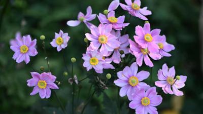 Schnittgut. Alles aus dem Garten: Schnittgut 30.09.26: Herbstblüher