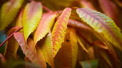 Schnittgut. Alles aus dem Garten: Schnittgut, 31.10.25: Laubforscher Schnittgut. Alles aus dem Garten: Schnittgut, 31.10.25: Laubforscher