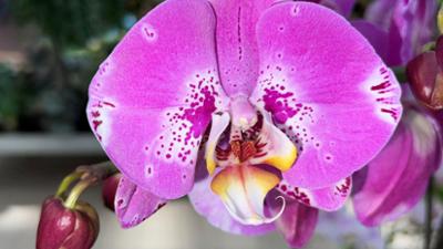 Schnittgut: Orchideen pflegen, Weißdorn, Brunnenkresse