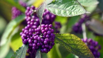 Schnittgut: Liebesperlenstrauch, Weihnachtsaroma, Überwinterung von Goldfischen