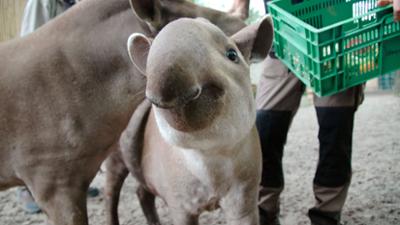 Seehund, Puma & Co.: Ausflug mit Tieren