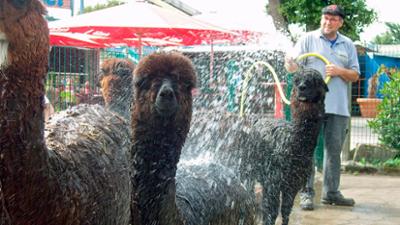 Seehund, Puma & Co.: Hitzefrei (S04/E21)