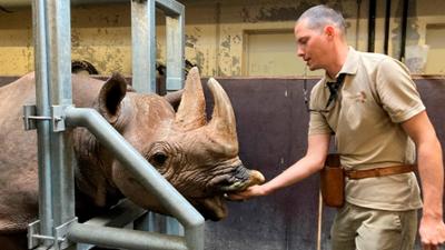 Seelöwe & Co. - tierisch beliebt: Wenn das Nashorn streikt (2) Seelöwe & Co. - tierisch beliebt: Wenn das Nashorn streikt (2)