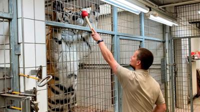Seelöwe & Co. - tierisch beliebt: Ein Panda erobert die Herzen (5) Seelöwe & Co. - tierisch beliebt: Ein Panda erobert die Herzen (5)