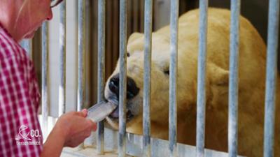 Seelöwe & Co. - tierisch beliebt: Ein Riesenbär in der Schmollecke (26)
