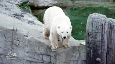 Seelöwe & Co. - tierisch beliebt: Das Eisbären-Date (10) Seelöwe & Co. - tierisch beliebt: Das Eisbären-Date (10)