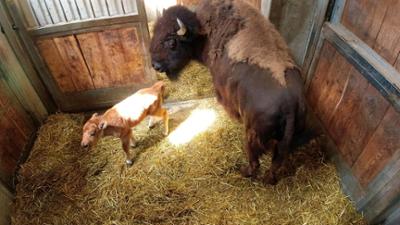 Seelöwe & Co. - tierisch beliebt: Randale im Bison-Stall (14) Seelöwe & Co. - tierisch beliebt: Randale im Bison-Stall (14)