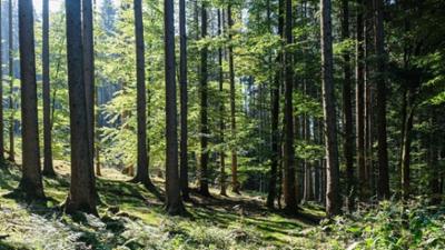 Sehen statt Hören: Ein Tag im Wald