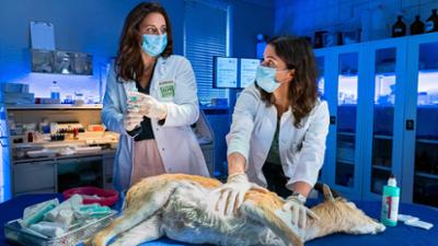 Tierärztin Dr. Mertens: Folge 81: Wer wagt, gewinnt (S07/E03)