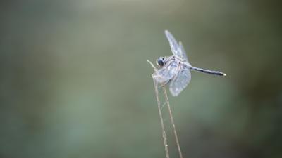 Unkraut: Libelle, Salamander und Kreuzotter: Leben im Feuchtgebiet