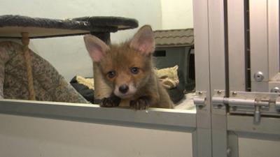 Unkraut: Die Wildtier-Retterin · Hilfe für kleine Tiere in großer Not Unkraut: Die Wildtier-Retterin · Hilfe für kleine Tiere in großer Not