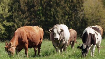 Unkraut: Nachhaltiges Fleisch aus dem Hunsrück