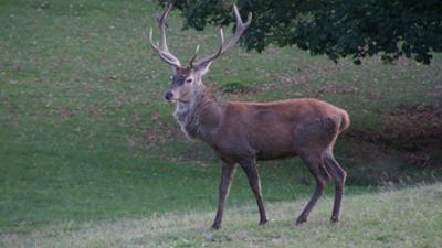 Unter uns: Gehegt und gejagt · Der Hirsch
