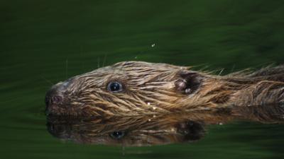 Unter unserem Himmel: Mistviecher · Wildtiere in der Landwirtschaft