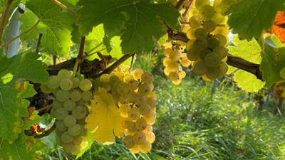 Unter unserem Himmel: Weinbau im Wandel · Fränkische Winzer im Aufbruch