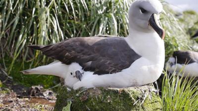 Welt der Tiere: Insel der Albatrosse