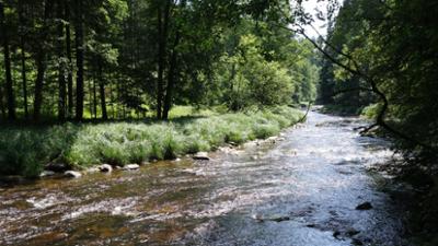 Welt der Tiere: Die schwarze Perle des Bayerischen Waldes · Eine Reise zur Quelle der Ilz