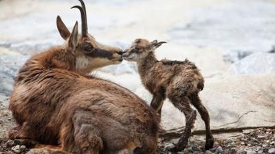 Welt der Tiere: Bayern · Land der Gams