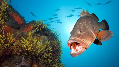 Welt der Tiere: Im Meer der Jäger