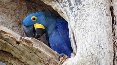 Welt der Tiere: Brasiliens bunte Papageien