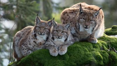 Welt der Tiere: Fichtelgebirge - Bayerns wilder Norden