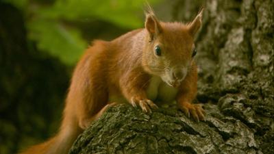 Welt der Tiere: Das vergessliche Eichhörnchen