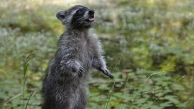 Welt der Tiere: Waschbären-Party