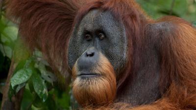 Welt der Tiere: Gober - eine Orang-Utangeschichte