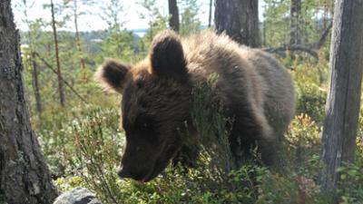 Welt der Tiere: Bärenträume