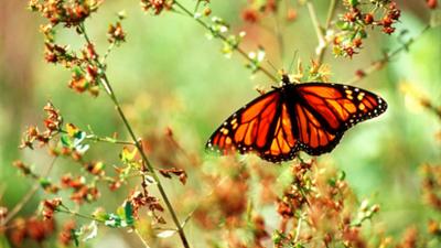 Welt der Tiere: Highway der Schmetterlinge · Die Reise der Monarchfalter
