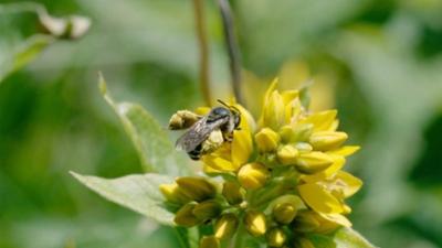 Welt der Tiere: Eine Welt ohne Insektensterben