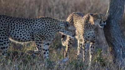 Welt der Tiere: Mein Afrika · Cheetah und ihre Jungen
