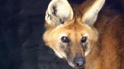 Welt der Tiere: Dem Mähnenwolf auf der Spur