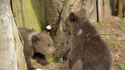 Welt der Tiere: Bärengeschwister - Findelkinder