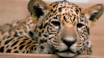 Zoobabies: (1) Zoobabies: (1)