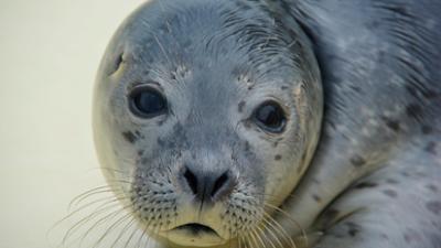 Zoogeschichten: Warum Heuler Sammy Sorgen macht