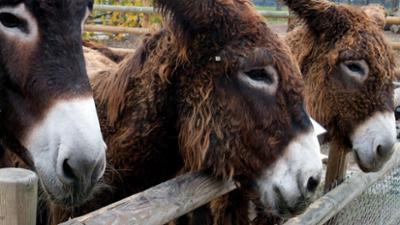 Zoogeschichten: Esel nehmen am Festumzug teil