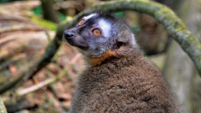 Zoogeschichten: Ein Maki lässt was hängen