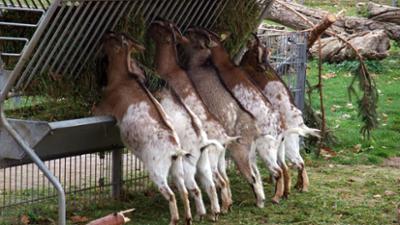 Zoogeschichten: Verlorene Zwergziegen