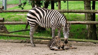 Zoogeschichten: Zebranachwuchs: doch kein Zesel?
