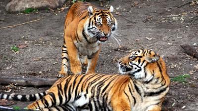 Zoogeschichten: Bei den Tigern geht's um den Nachwuchs