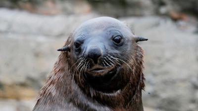 Zoogeschichten: Wenn ein Seebärenbulle auf sein Baby trifft