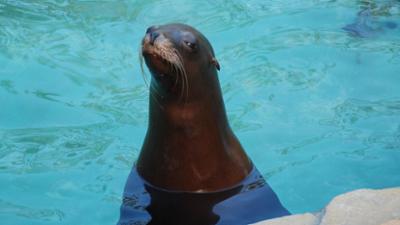 Zoogeschichten: Für den richtigen Durchblick der Seelöwen