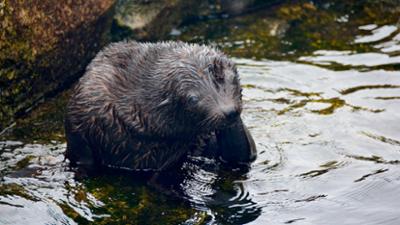 Zoogeschichten: Seebärennachwuchs wird langsam flügge