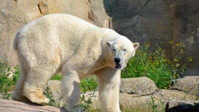 Zoogeschichten: Kletterstunde mit Eisbären