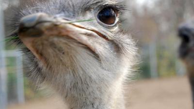 Zoogeschichten: Ein Strauß und seine drei Hennen